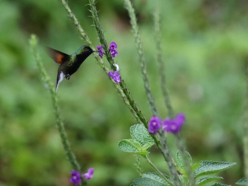 Black-bellied Hummingbird, Photos 4