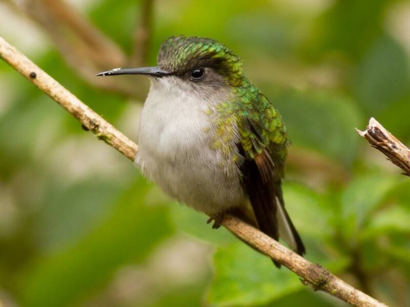 Black-bellied Hummingbird, Photos 3