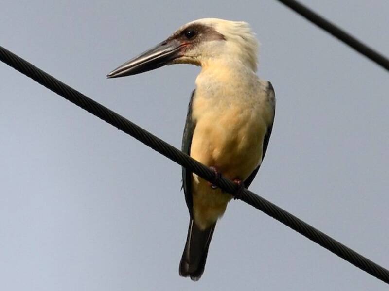 Great-billed Kingfisher