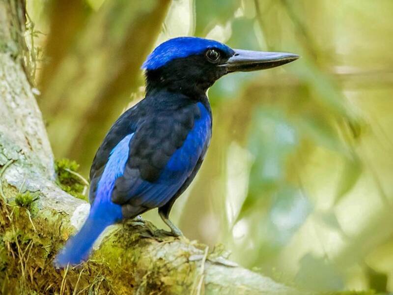 Blue-black Kingfisher, Photos 2