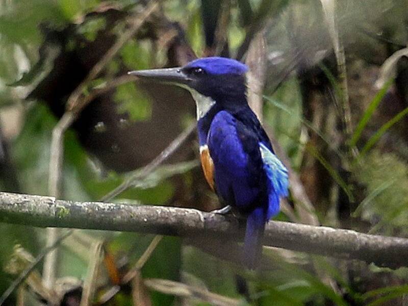 Blue-black Kingfisher, Photos 3