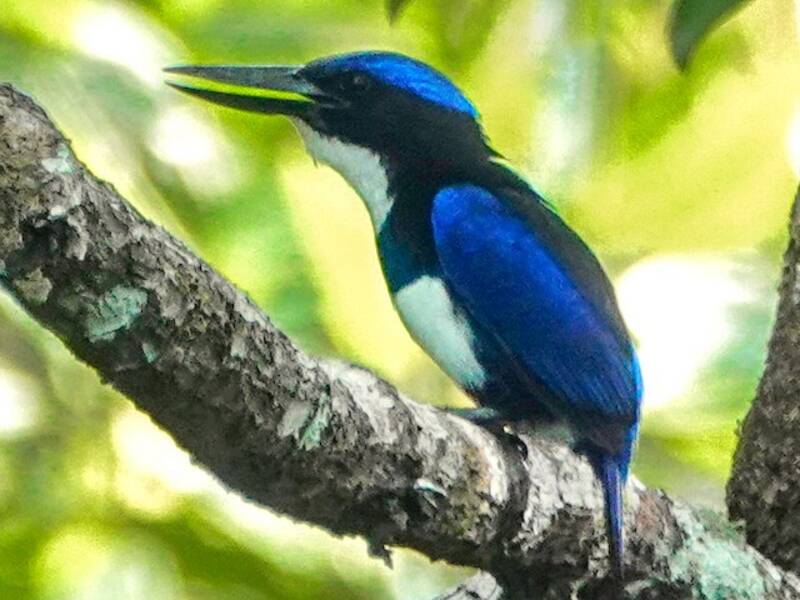 Blue-black Kingfisher, Photos 4