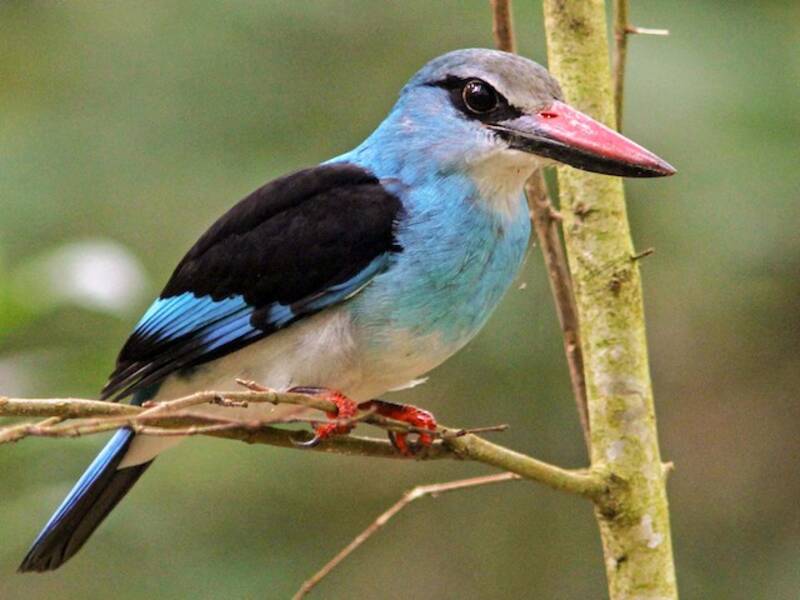 Blue-breasted Kingfisher