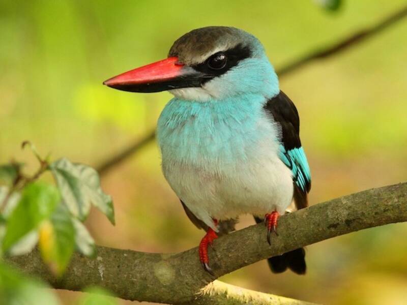 Martin pescatore dal petto blu, Foto 3