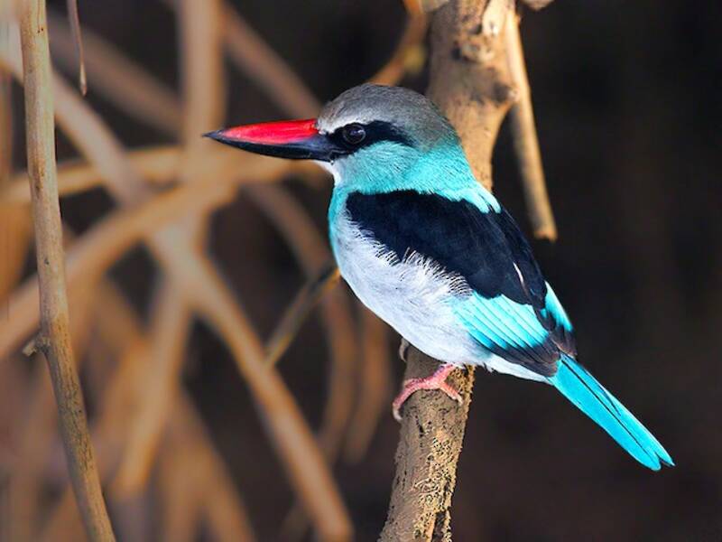 Martin pescatore dal petto blu, Foto 4