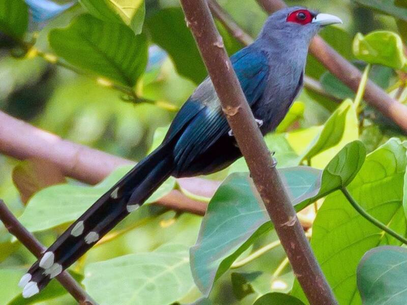 Malkoha dal ventre nero, Foto 4