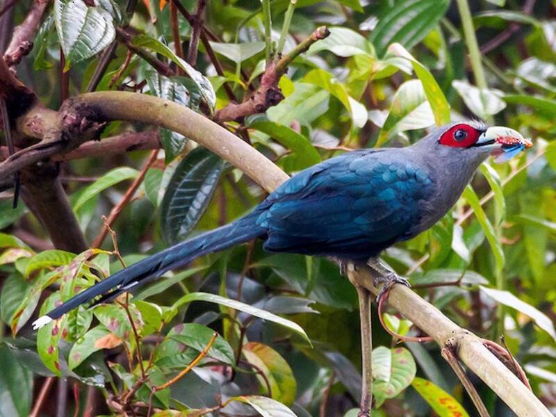 Malkoha dal ventre nero, Foto 2
