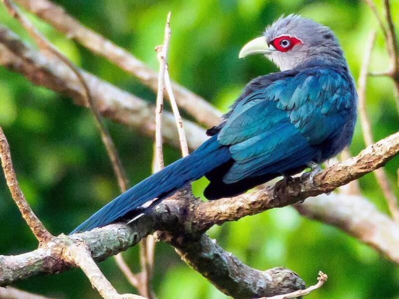 Malkoha dal ventre nero, Foto 3