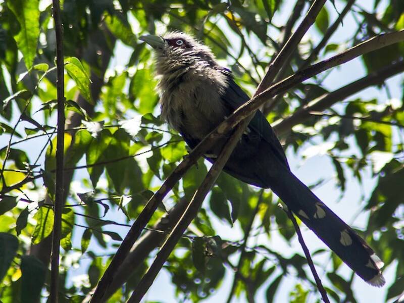 Malkoha dal ventre nero