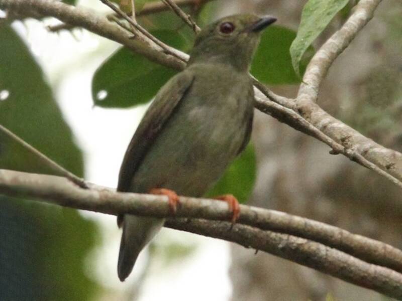 Blaurücken-Manakin, Fotos 2