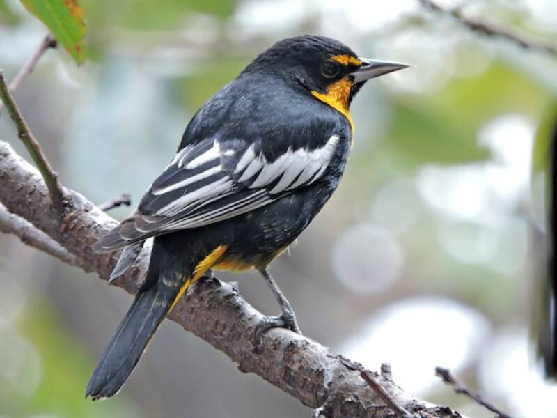 Black-backed Oriole, Photos 2