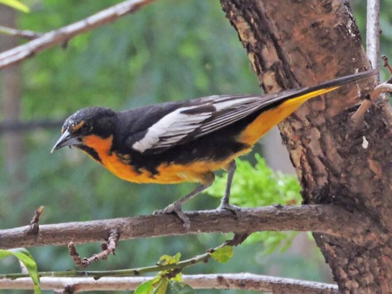 Black-backed Oriole, Photos 3