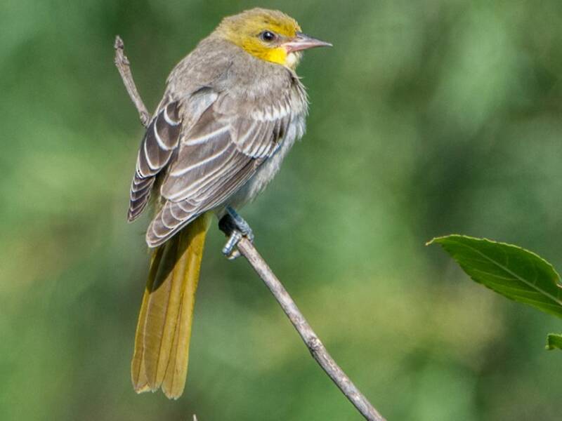 Black-backed Oriole, Photos 4