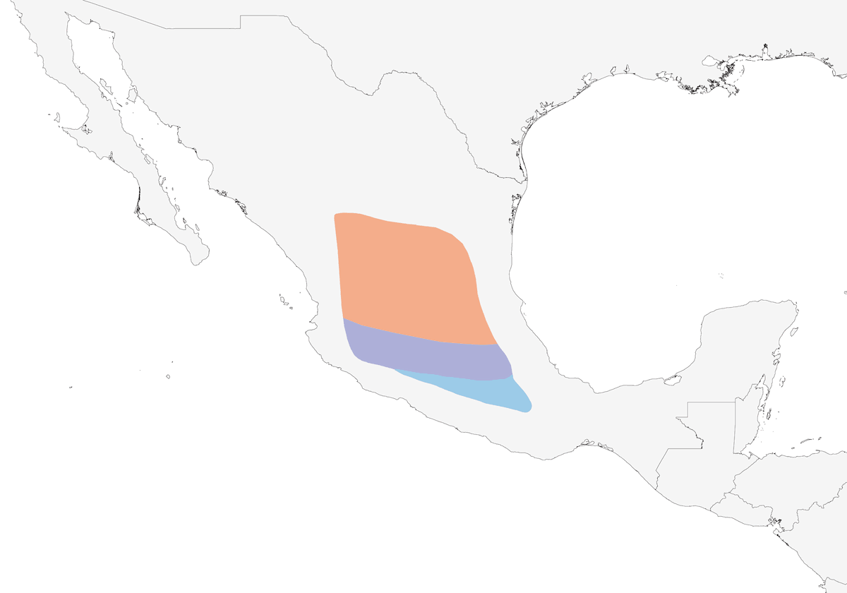 Black-backed Oriole, Distribution 1