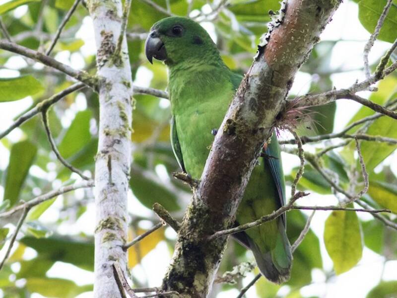Amazona piconegra, Fotos 4