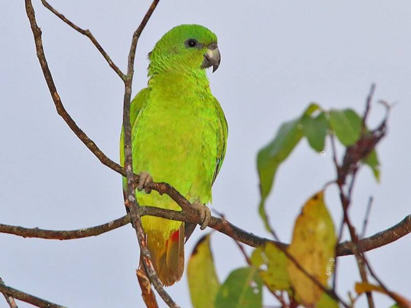Amazona piconegra, Fotos 3