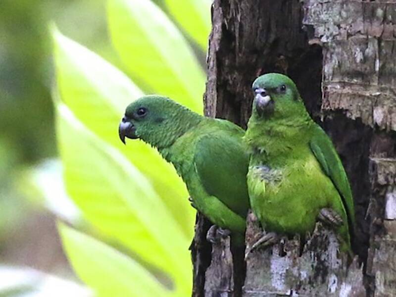 Black-billed Amazon