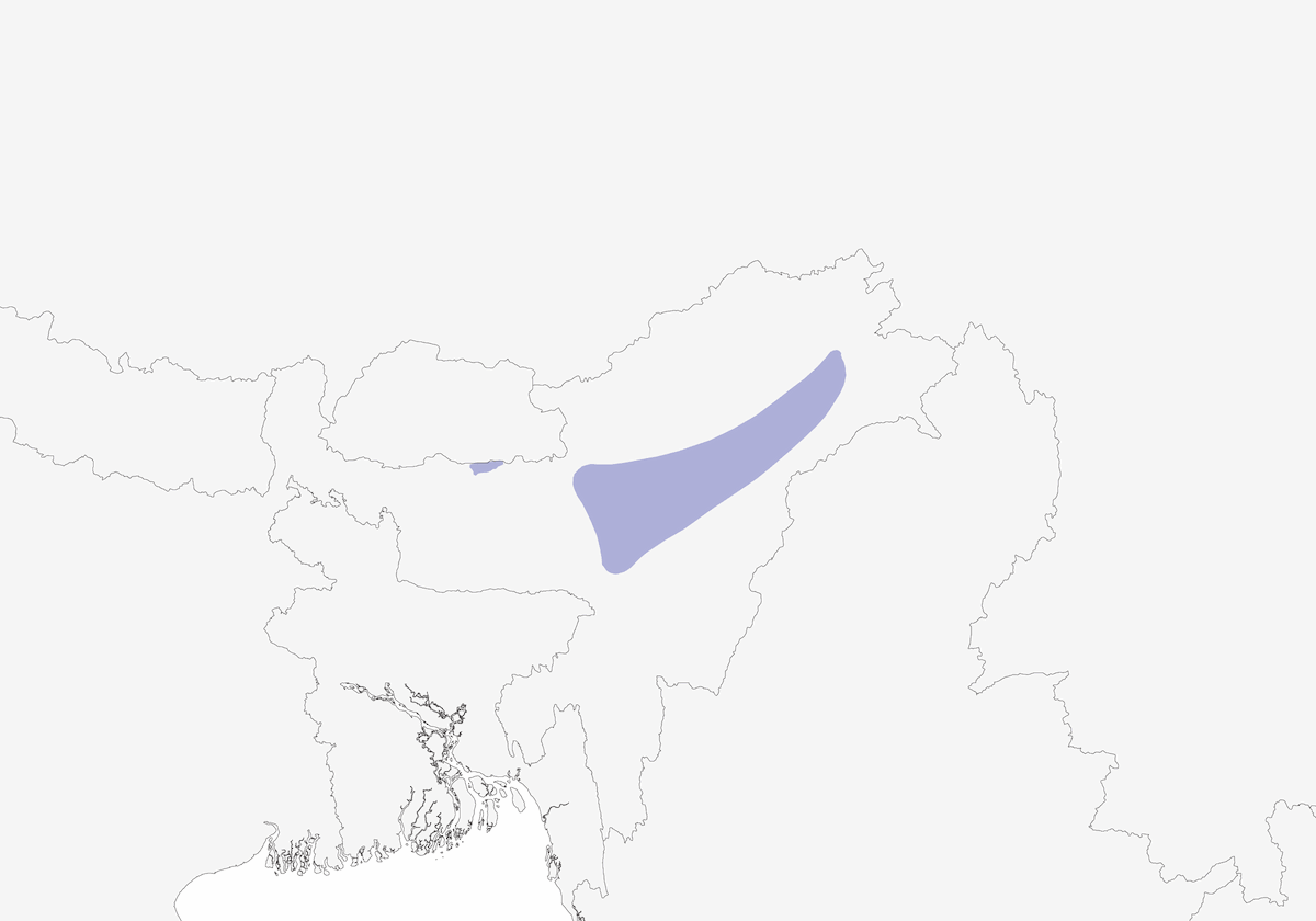 Pico de Loro Pechinegro, Distribución 1