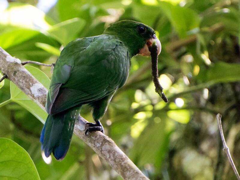 Blue-bellied Parrot, 照片 2