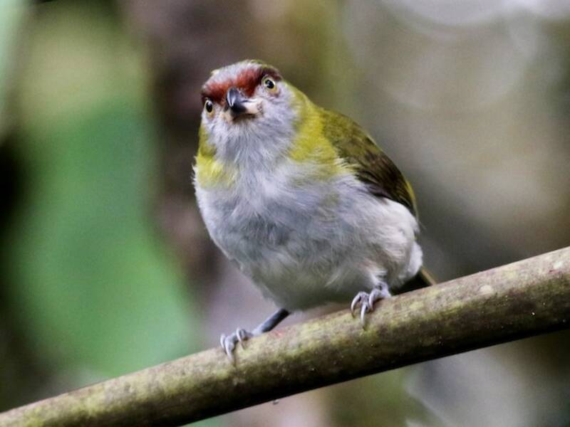 Ciclaris Piquinegro
