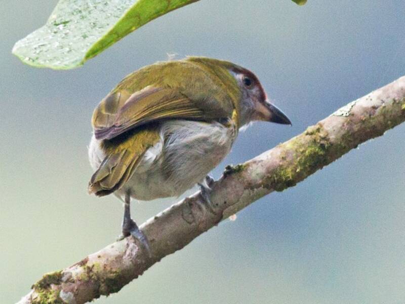 Ciclaris Piquinegro, Fotos 2