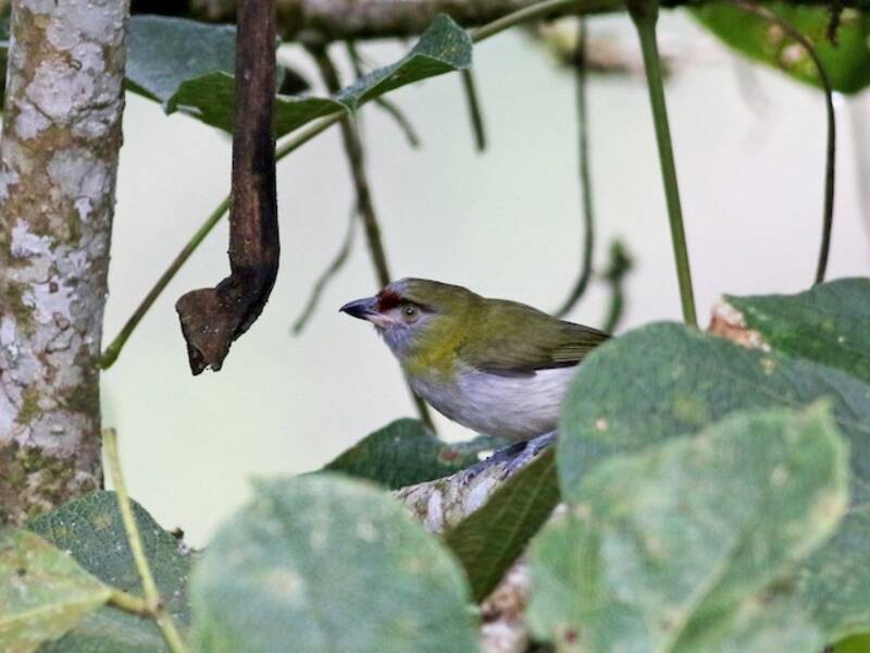 Ciclaris Piquinegro, Fotos 4