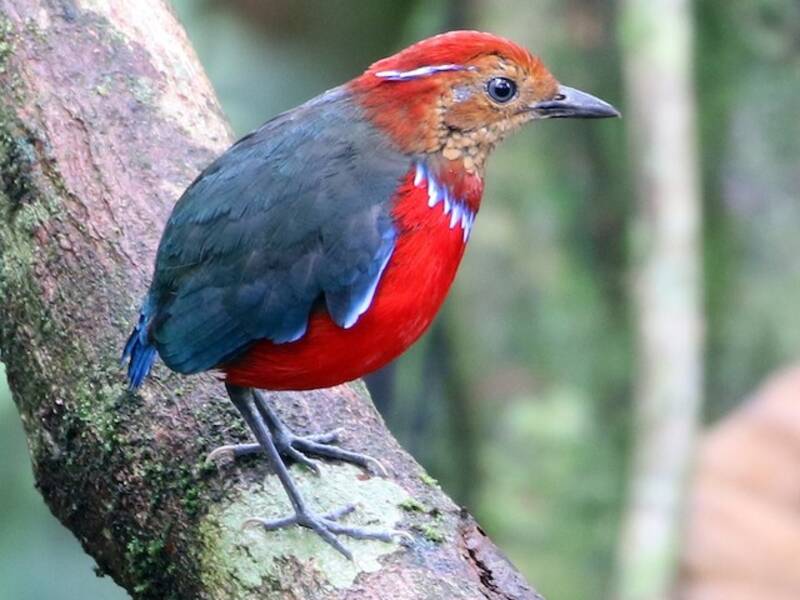 Bandpitta, Fotos 2