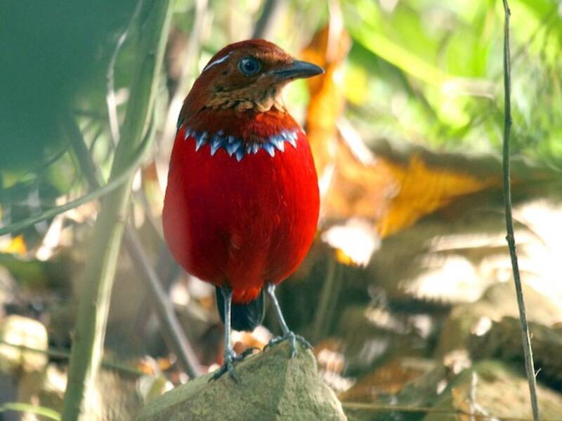 Bandpitta, Fotos 4
