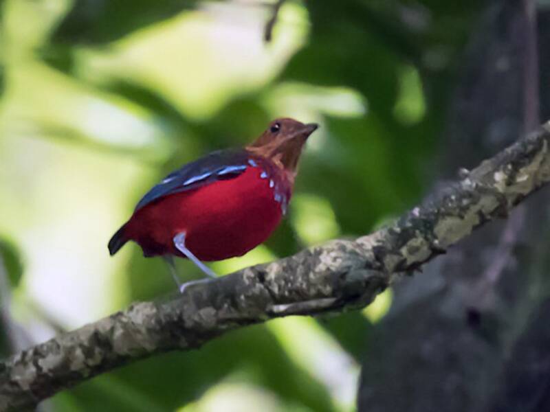 Bandpitta, Fotos 3