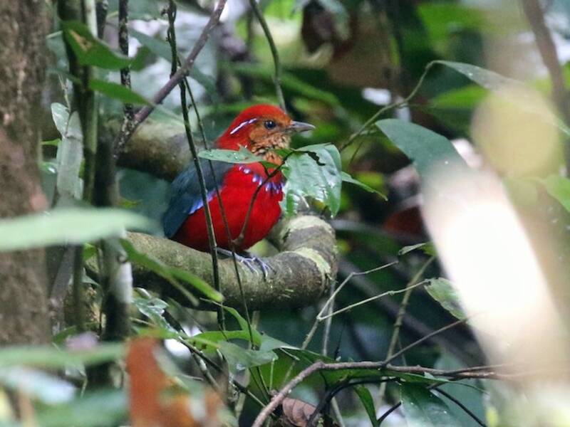 Blue-banded Pitta