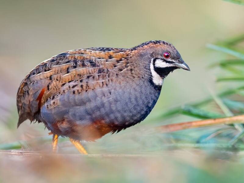 Blue-breasted Quail, Photos 4