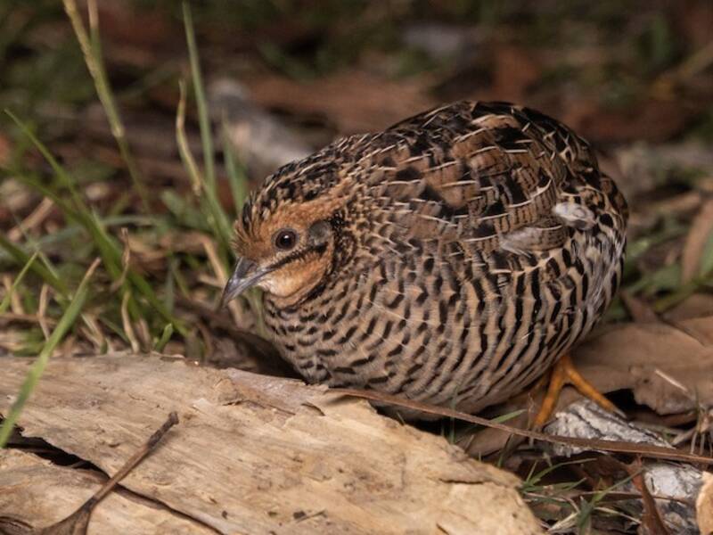 Blue-breasted Quail, Photos 3