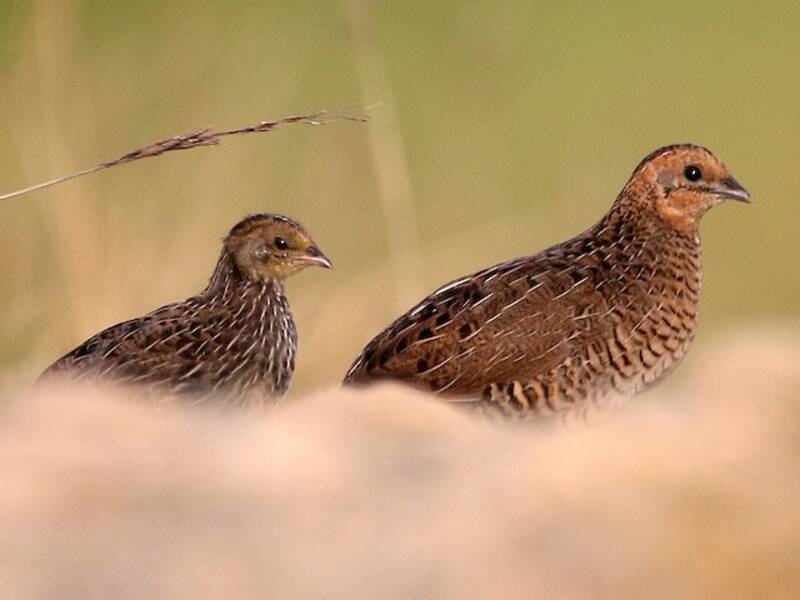 Blue-breasted Quail, Photos 2