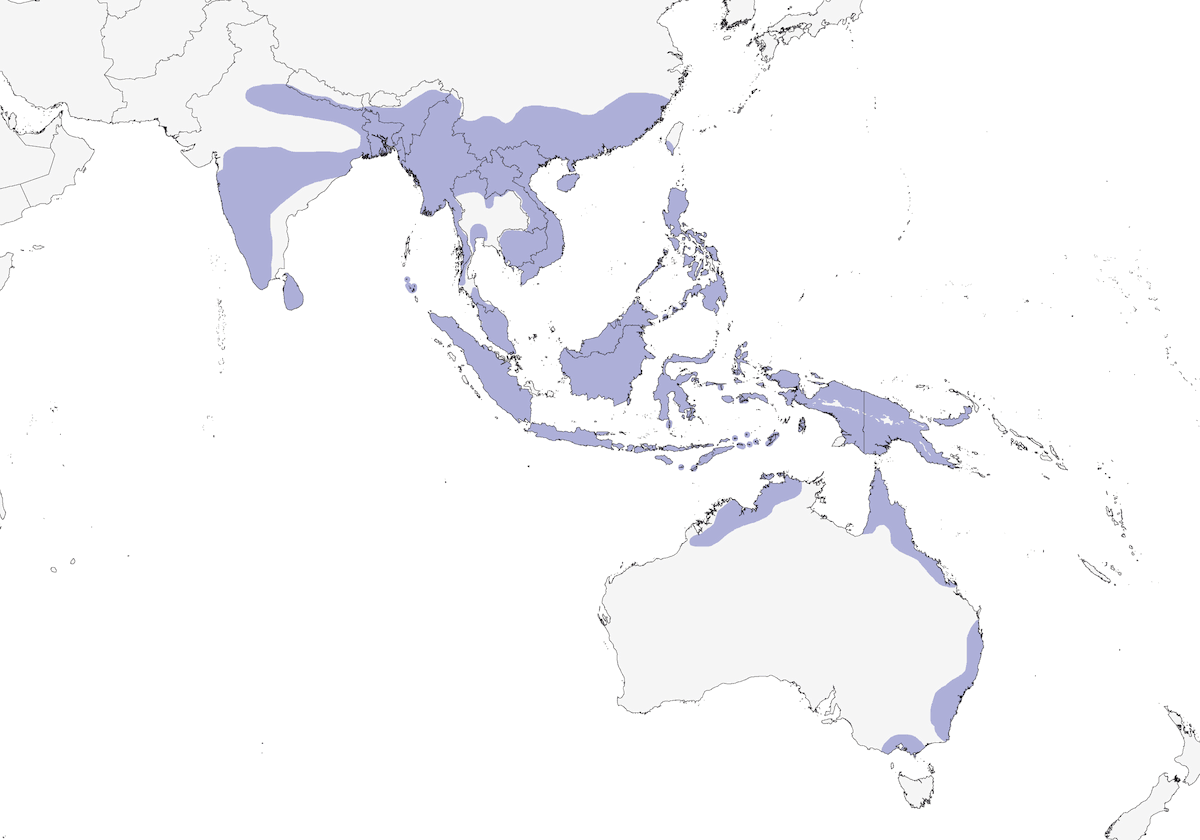 Blue-breasted Quail, Distribution 1