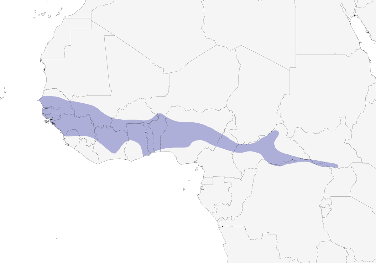 Carraca Ventriazul, Distribución 1