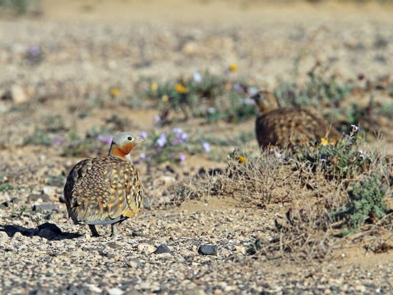 Black-bellied Sandgrouse