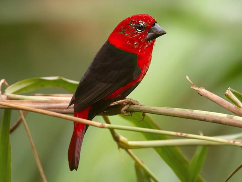 Black-bellied Seedcracker, 照片 2