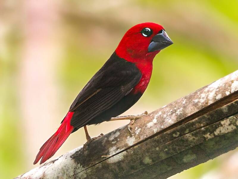 Black-bellied Seedcracker, 照片 3