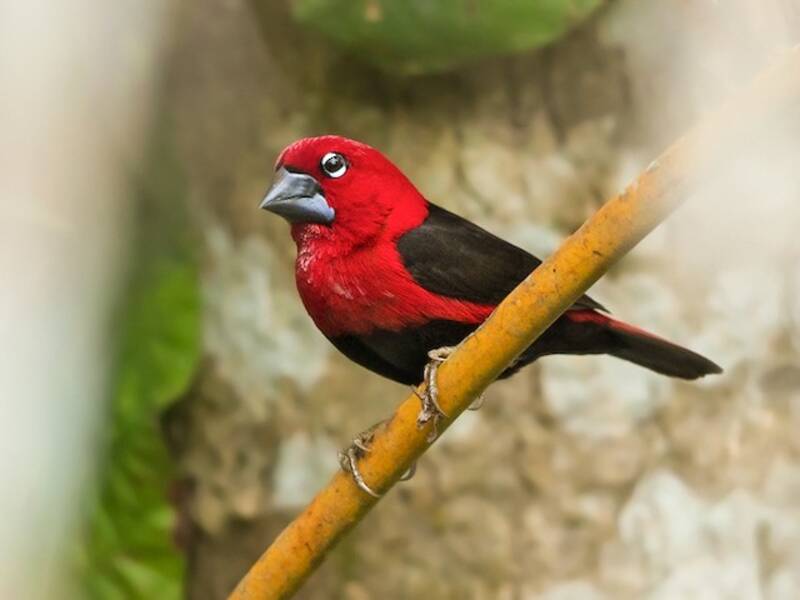 Black-bellied Seedcracker, 照片 4