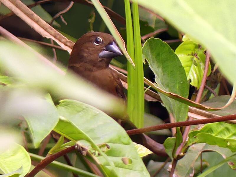 Black-bellied Seedcracker (Pyrenestes ostrinus)