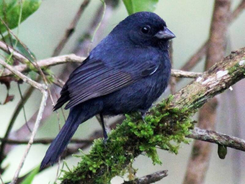 Blaugrauer Pfäffchen