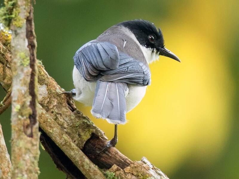 Sibia dorsonero, Foto 4