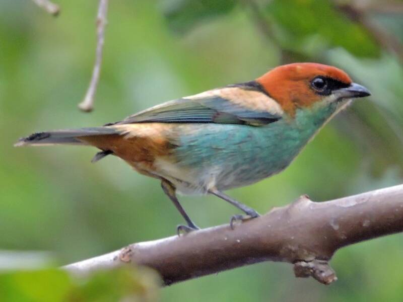 Black-backed Tanager, Photos 3