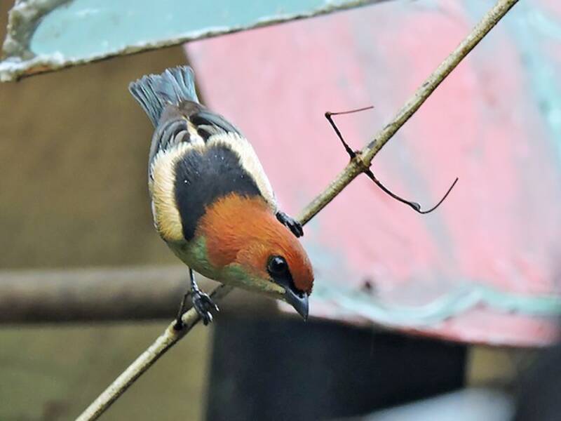 Black-backed Tanager, Photos 4