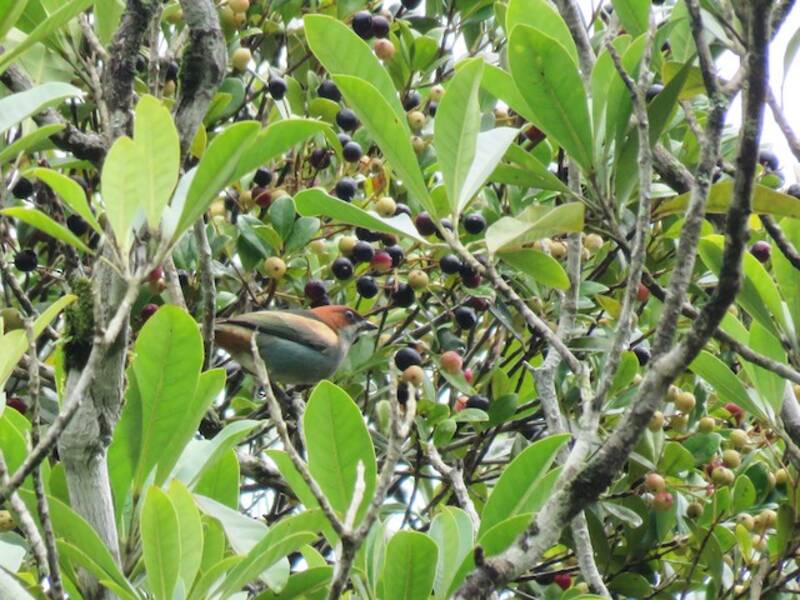 Black-backed Tanager, Photos 2