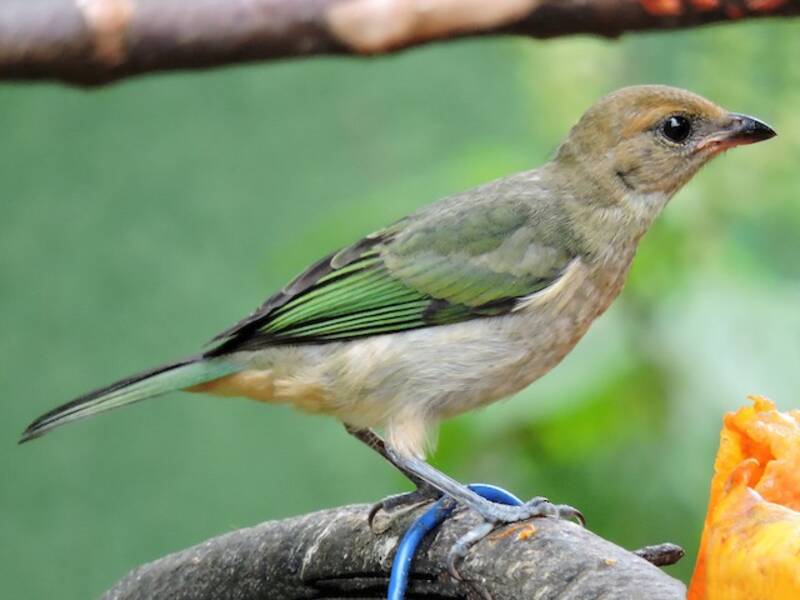 Tangara dorsinegra