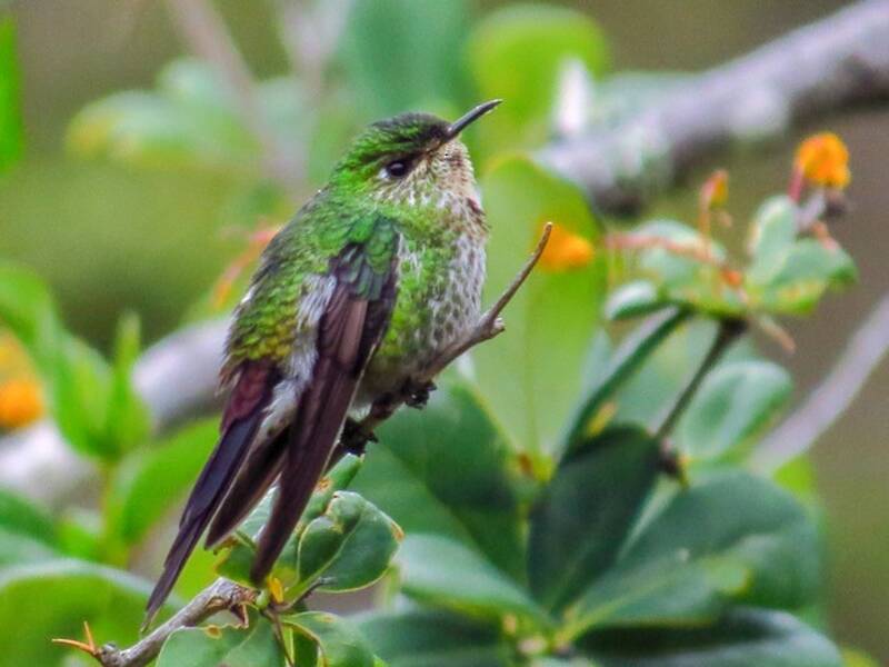 Black-backed Thornbill