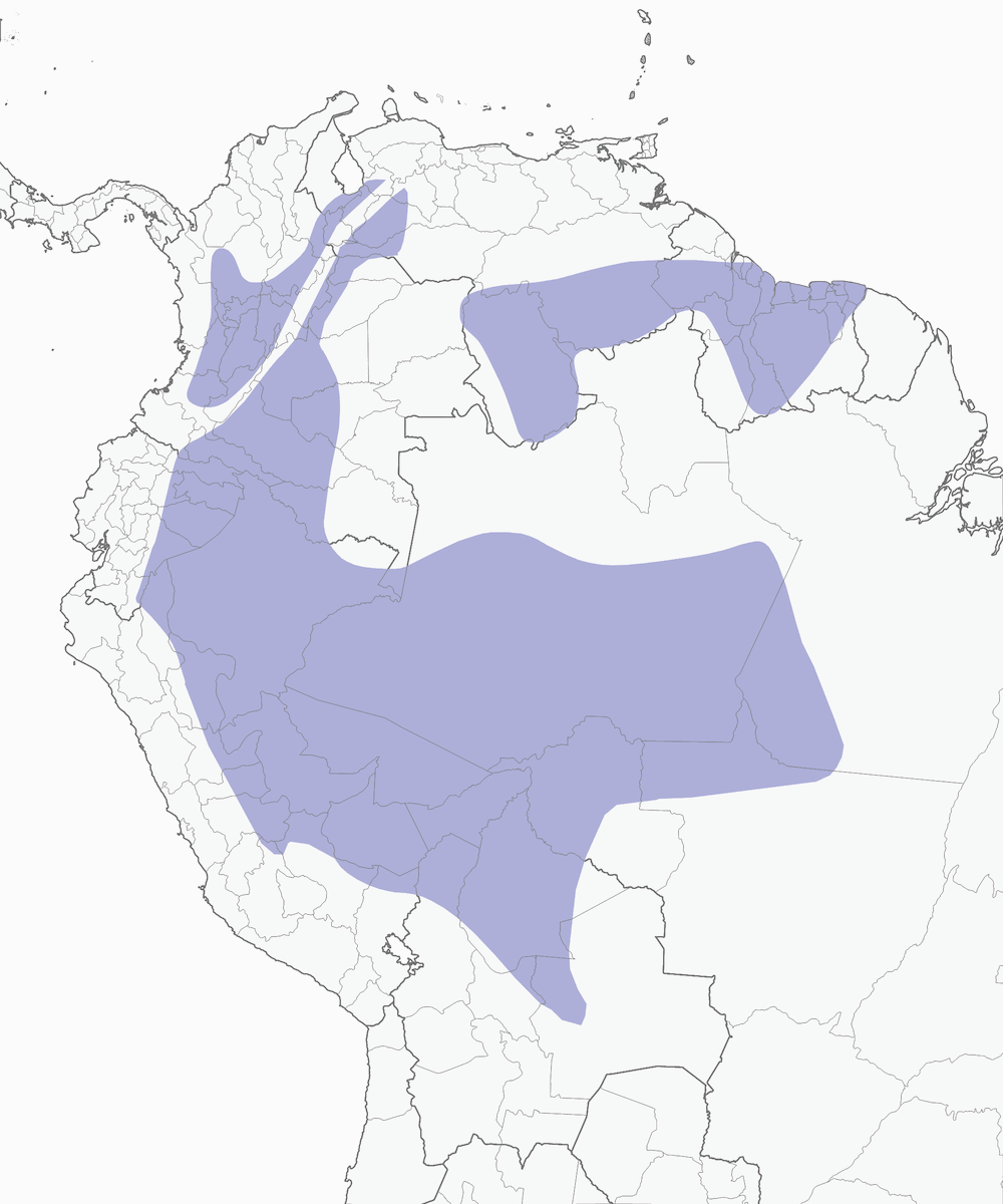 Zorzal Piquinegro, Distribución 1