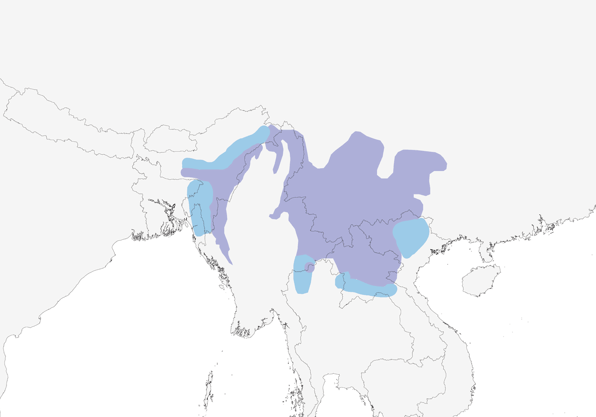 Merle à poitrine noire, Distribution 1
