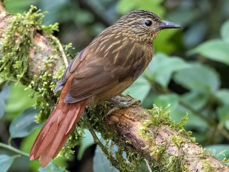 Rampichino dal becco nero, Foto 3